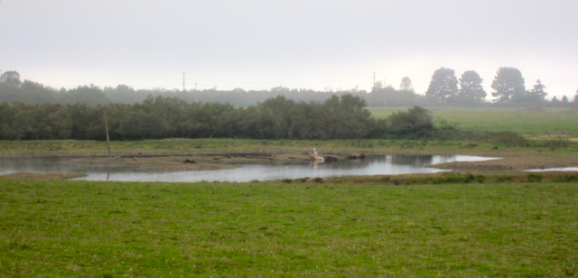 Baylands Pond