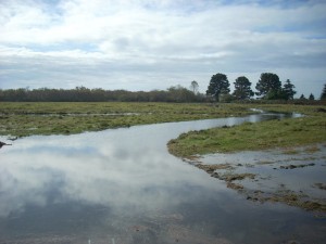 A new estuary channel looking south.