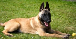 Belgian Malinois