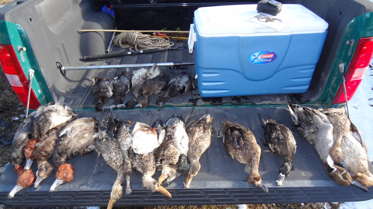 The illegally killed ducks. Photo courtesy Warden Mark Michilizzi, Calif. Dept. of Fish and Wildlife