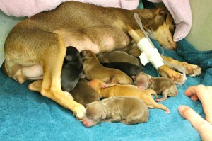 Carmen and her hungry puppies.