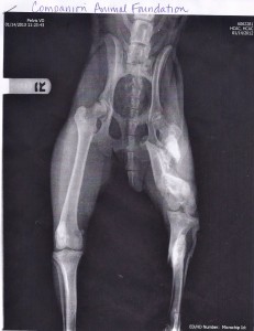 leg xray
