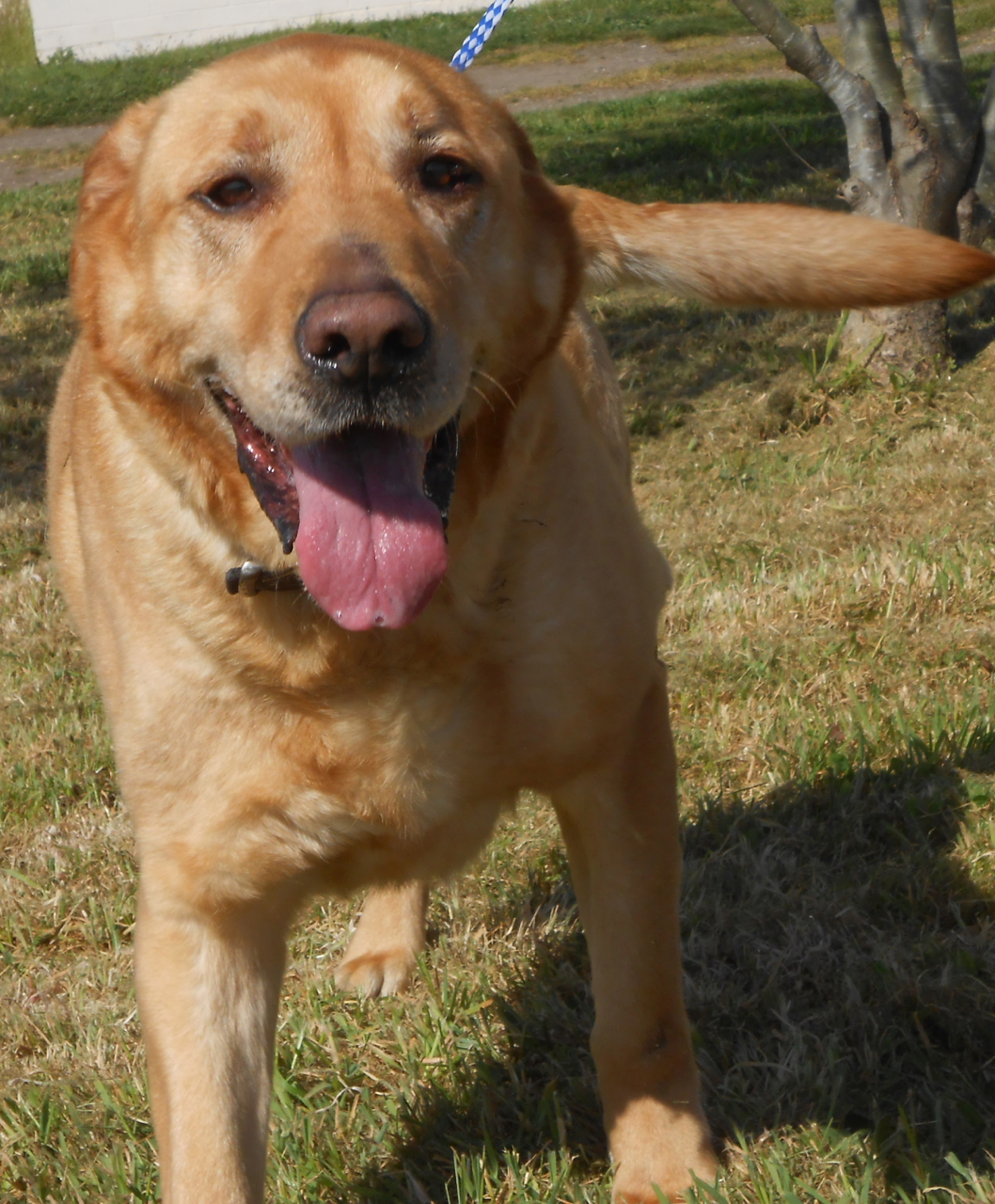 yellow labx
