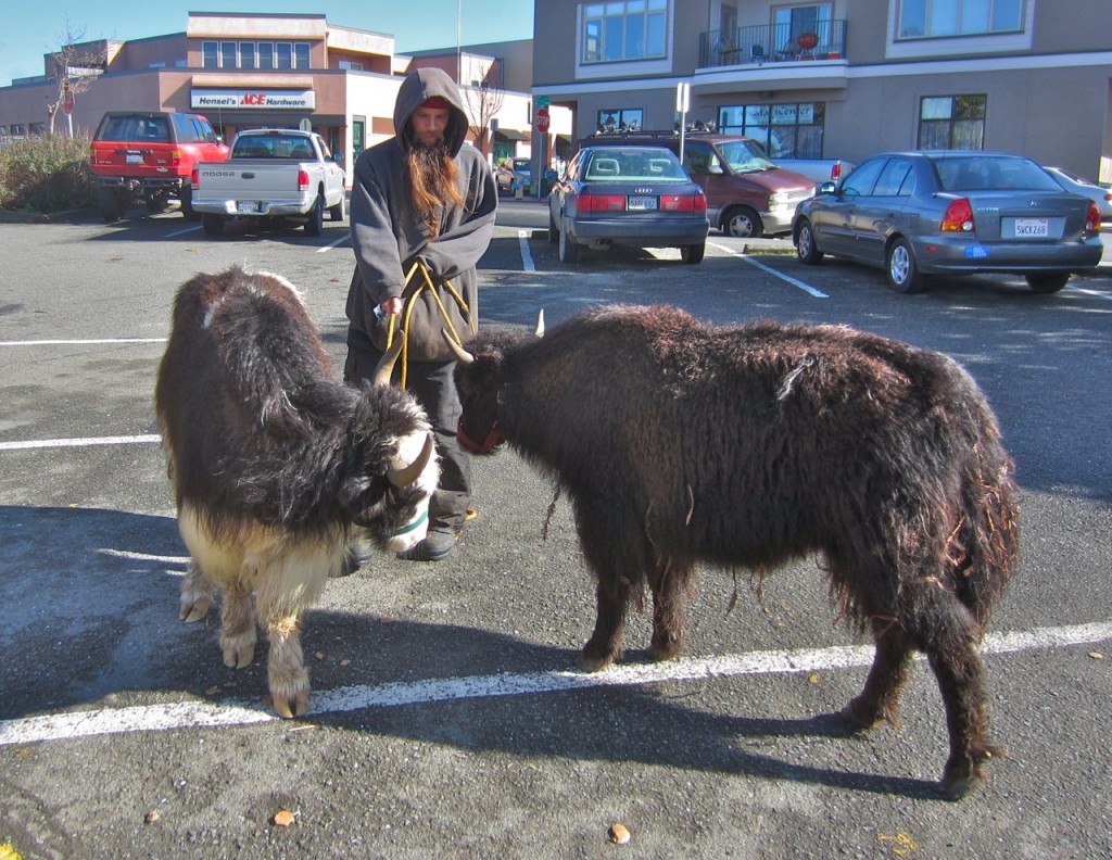 A yakherder with his fleet in an I Street parking lot. KLH | Eye