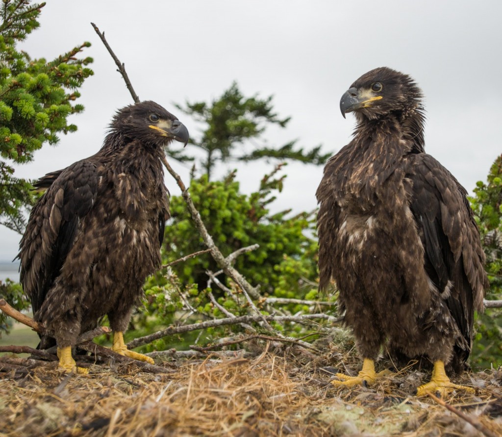 Humboldt Bay Eaglets Kyle and Stormy. Photo courtesy Jim-Campbell-Spickler