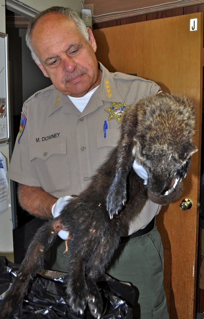 Sheriff Mike Downey with a dead Fisher. The Fisher is likely to de designated as an Endangered Species in California next year.