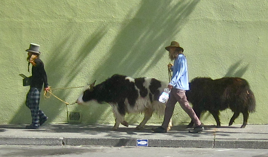 Yak herders Samuel Sanchez and Tom Vanciel walking their animal companions on their spiritual journey through the streets of Arcata. KLH | Eye