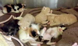 Eight, count 'em, eight kittens.