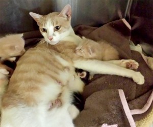 Mama cat keeps a close eye on her babies.