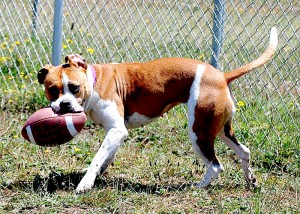 Daisy: your quarterback