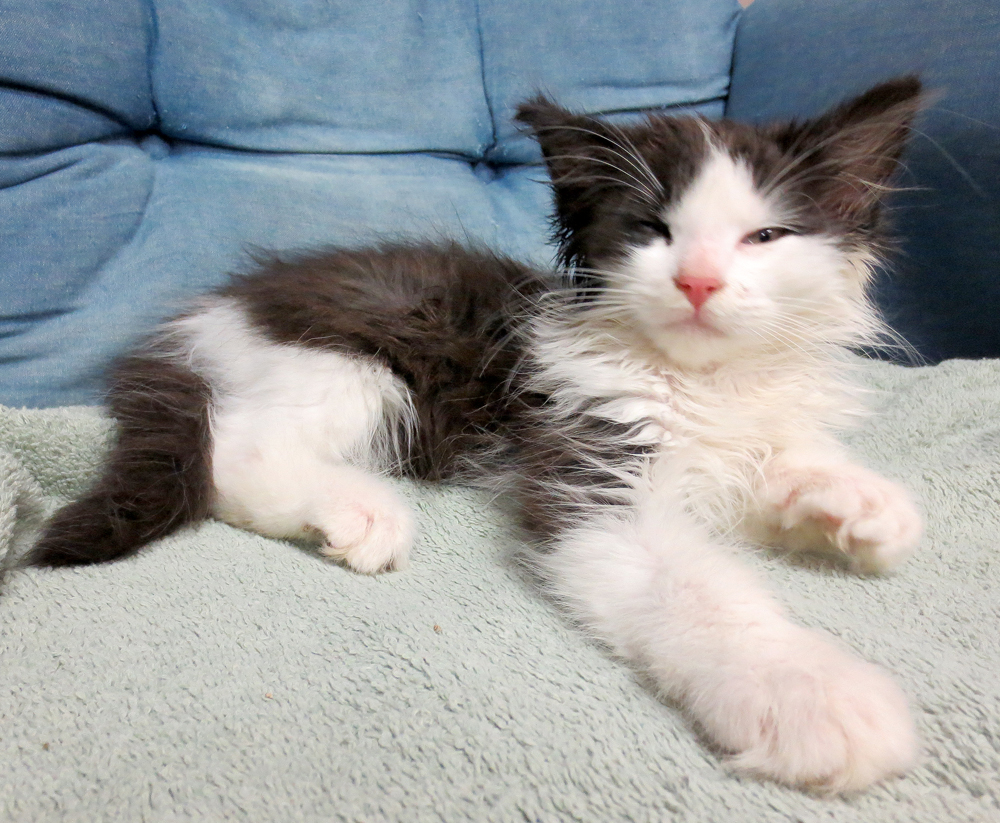 Skunky: a cute lil' stinker